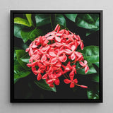 Belle of the Ball - Chinese Ixora Flame Tree Art Print / Canvas, Chinese Ixora, Flame Tree, Nature’s Untamed Vibrancy