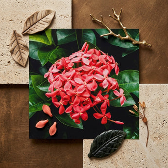 Belle of the Ball - Chinese Ixora Flame Tree Art Print / Canvas Vibrant Cluster Pink Ixora Flowers Delicate Petals Green Chinese Ixora,