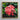 Vibrant Cluster Pink Ixora Flowers Glossy Green Leaves Chinese, Flame Tree, Nature’s Untamed Vibrancy