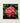 Vibrant Cluster Red Ixora Flowers Delicate Petals Green Chinese, Flame Tree, Nature’s Untamed Vibrancy