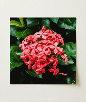Vibrant Cluster Red Ixora Flowers Delicate Petals Green Chinese, Flame Tree, Nature’s Untamed Vibrancy