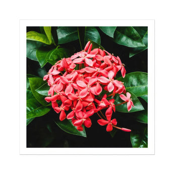 Belle of the Ball - Chinese Ixora Flame Tree Art Print, Cluster Coral-pink Ixora Flowers Surrounded Dark Green Leaves