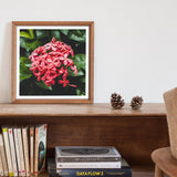 Belle of the Ball - Chinese Ixora Flame Tree Art Print, Framed Photograph Vibrant Pink Flowers Green Leaves