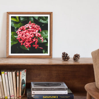 Belle of the Ball - Chinese Ixora Flame Tree Art Print, Framed Photograph Vibrant Pink Flowers Green Leaves