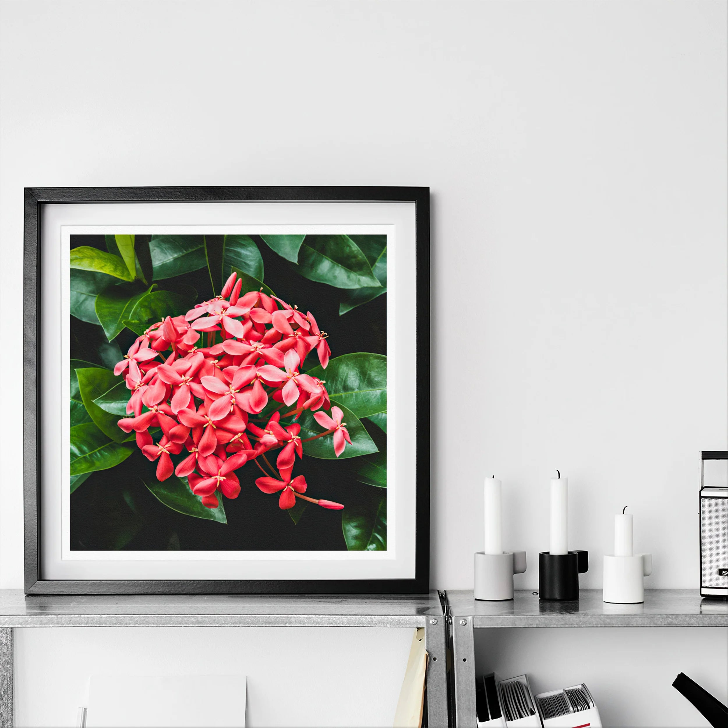 Belle of the Ball - Chinese Ixora Flame Tree Art Print 16’’x16’’ Posters Prints & Visual Artwork