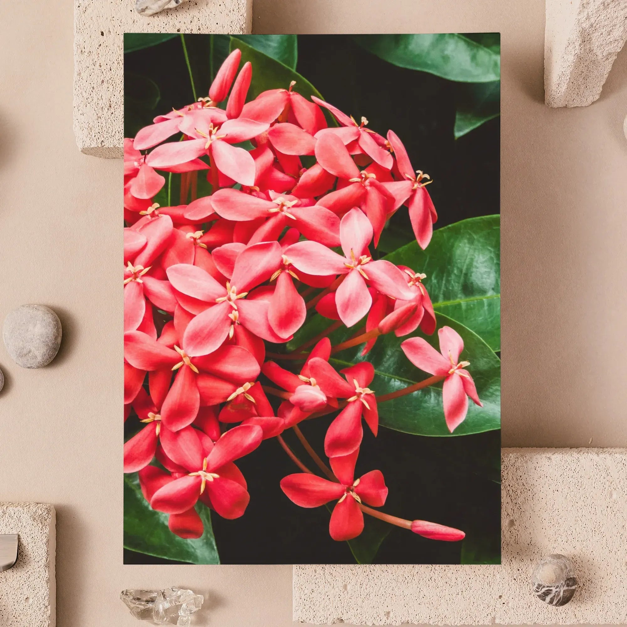 Belle Of The Ball - Chinese Ixora Flame Tree Greeting Card - Greeting & Note Cards - Aesthetic Art
