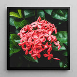 Belle of the Ball - Flame Tree of the Woods Framed Canvas, 12x12’’ / 31x31cm / Black Floating Frame, Vibrant Cluster Pink Ixora Flowers