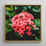 Belle of the Ball - Flame Tree of the Woods Framed Canvas, 12x12’’ / 31x31cm / Natural Floating Frame, Framed Canvas Print Vibrant Red