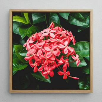 Belle of the Ball - Flame Tree of the Woods Framed Canvas, 12x12’’ / 31x31cm / Natural Floating Frame, Framed Canvas Print Vibrant Red