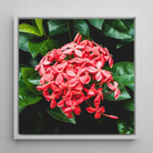 Belle of the Ball - Flame Tree of the Woods Framed Canvas, Framed Red Ixora Flower Cluster