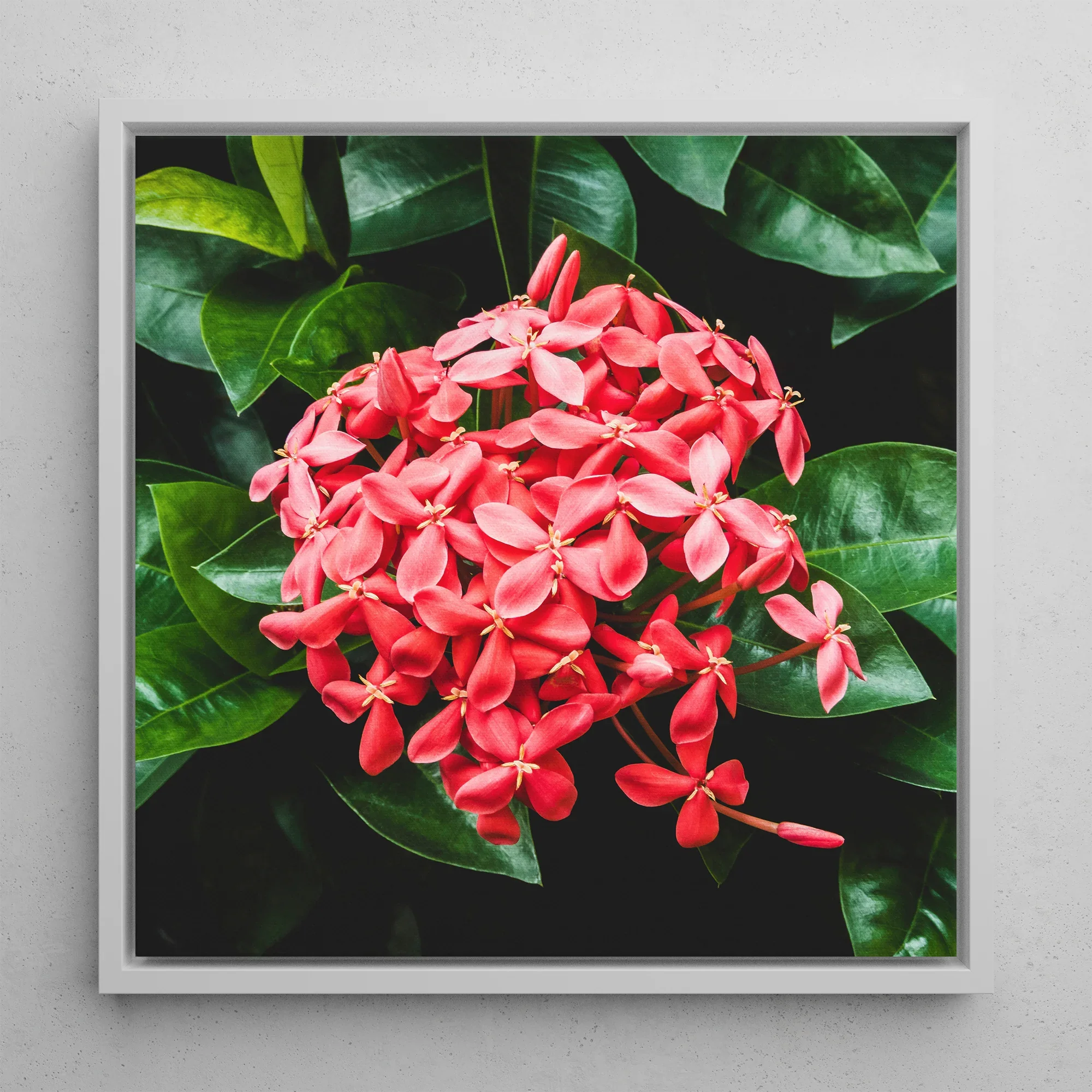 Belle of the Ball - Flame Tree of the Woods Framed Canvas, Framed Red Ixora Flower Cluster