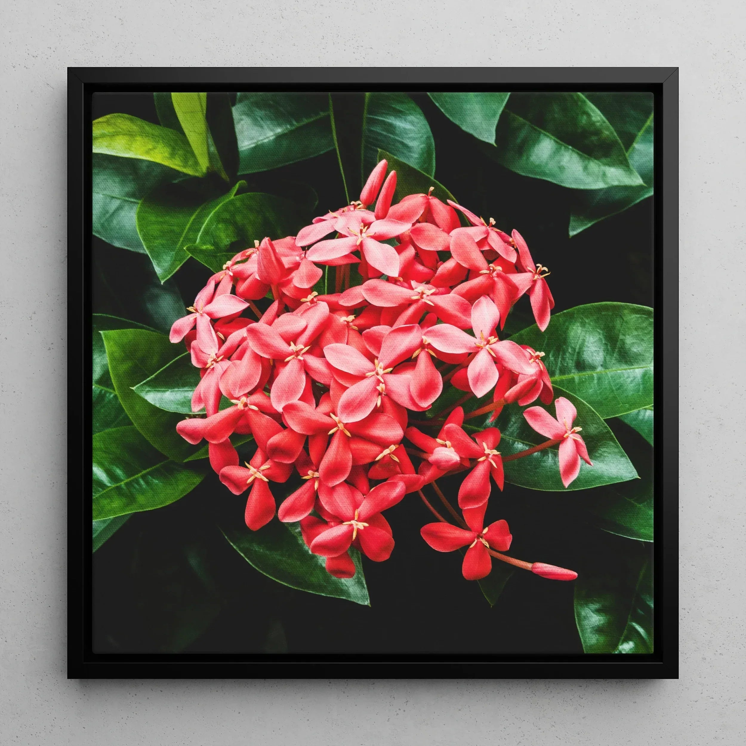 Belle of the Ball - Flame Tree of the Woods Framed Canvas, Vibrant Cluster Pink Ixora Flowers Surrounded Glossy Green