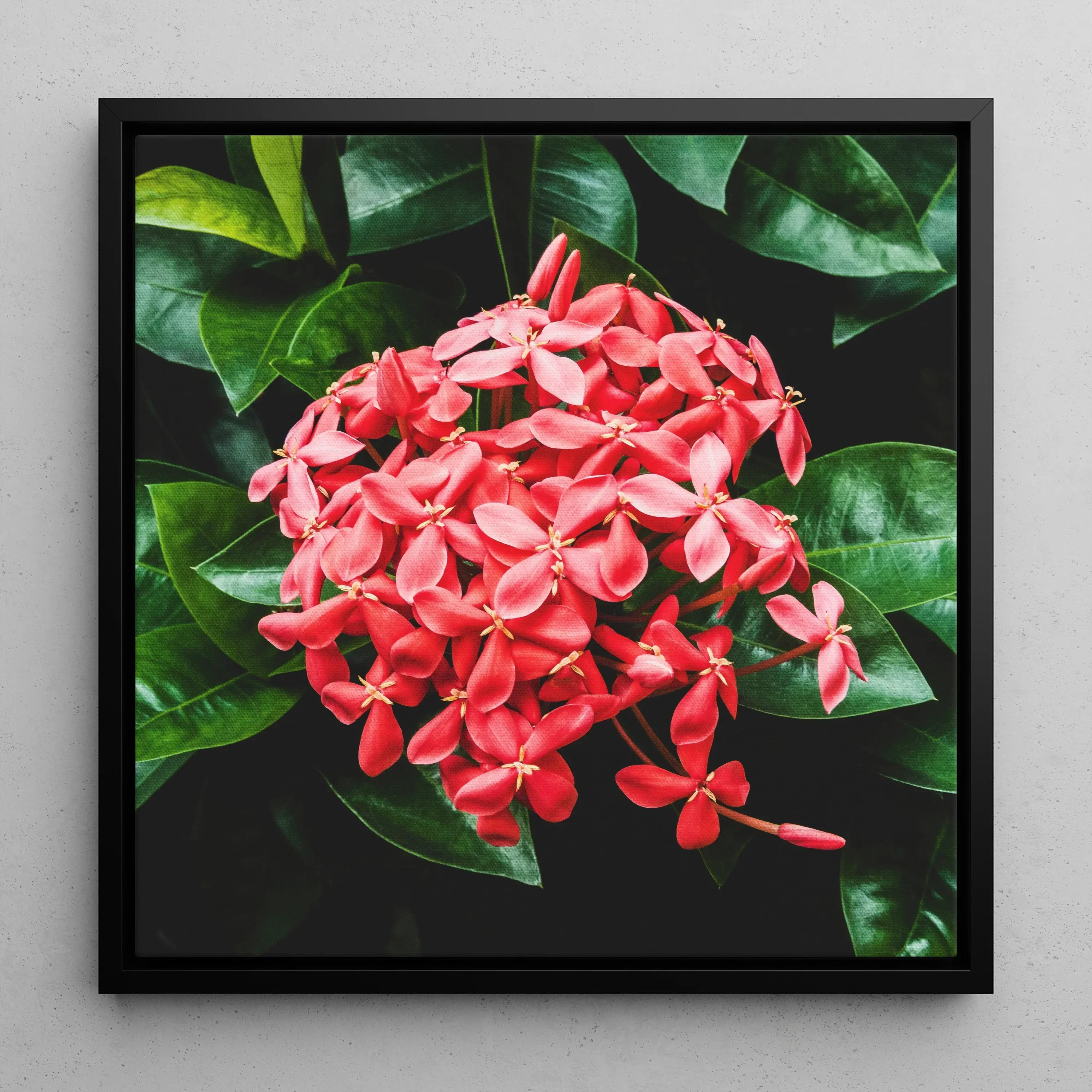 Belle of the Ball Flame Tree of the Woods Framed Canvas, Vibrant Cluster Pink Ixora Flowers Surrounded Glossy Green