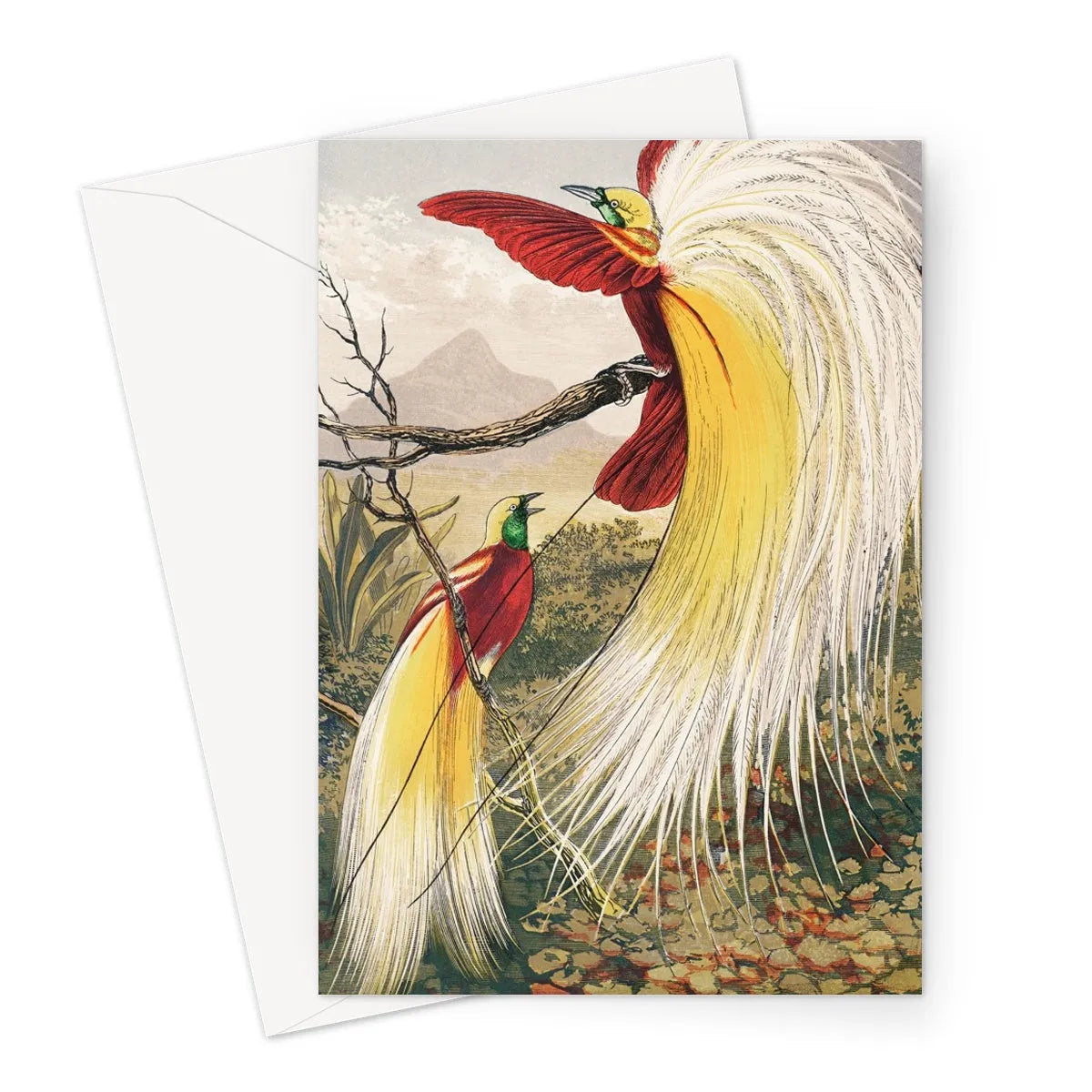 Bird Of Paradise By Benjamin Fawcett Greeting Card - A5 Portrait / 1 Card - Greeting & Note Cards - Aesthetic Art