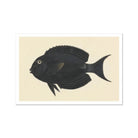 Black Surgeonfish - Luigi Balugani Sea Life Art Print Posters Prints & Visual Artwork