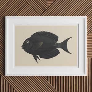 Black Surgeonfish - Luigi Balugani Sea Life Art Print, 18x12’’ / 46x31cm / Unframed, White-framed Artwork Black Fish Forked Tail