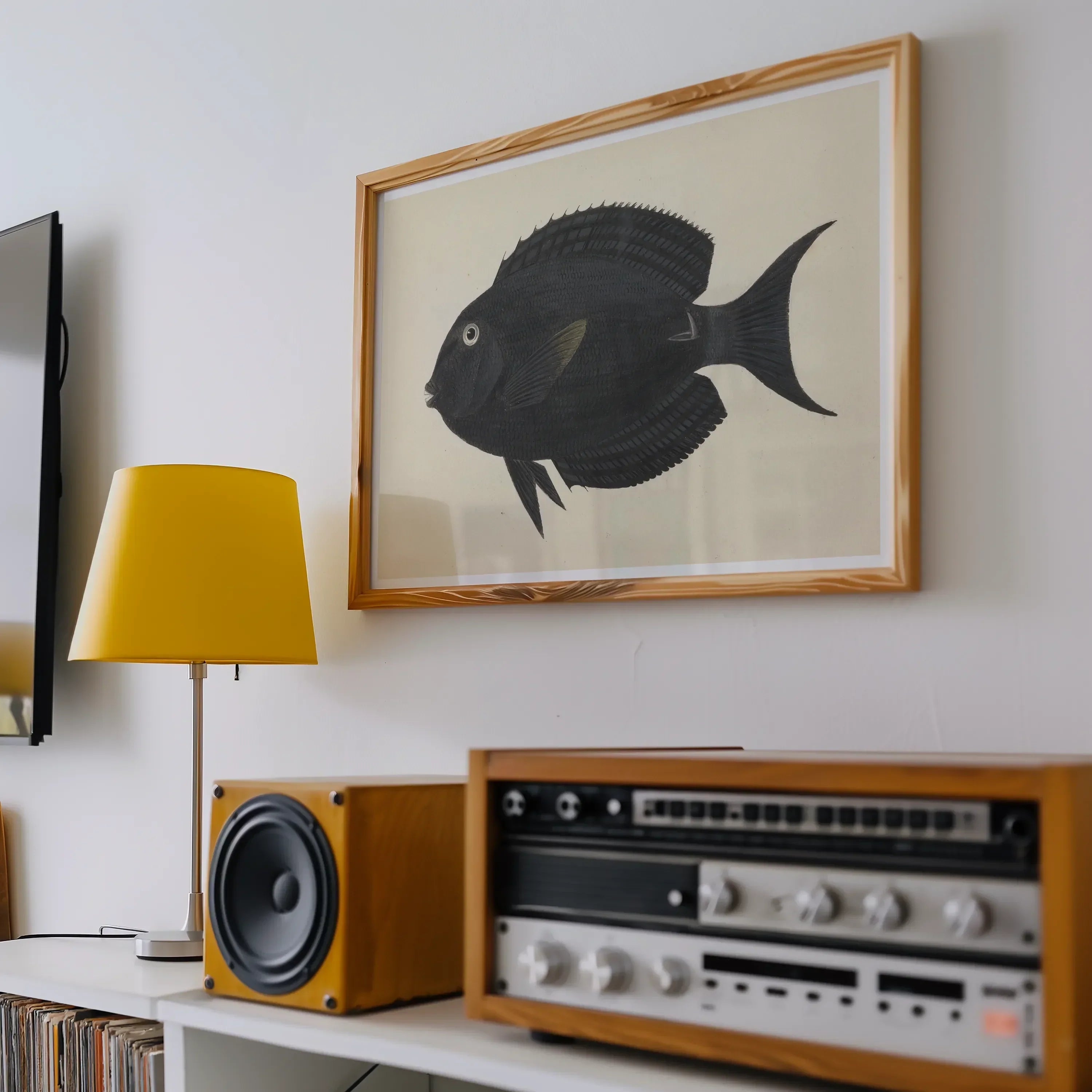 Black Surgeonfish Luigi Balugani Sea Life Art Print, 24x16’’ / 61x41cm / Unframed, Black Fish Artwork Wooden Frame
