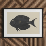 Poisson-chirurgien noir - Impression artistique de la vie marine de Luigi Balugani, 30x20’’ / 76x51cm / Cadre / Passe-partout de 2’’, Affiches, Impressions et Œuvres visuelles, Toby Leon