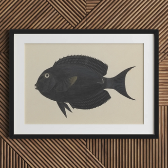 Poisson-chirurgien noir - Impression artistique de la vie marine de Luigi Balugani, 30x20’’ / 76x51cm / Cadre / Passe-partout de 2’’, Affiches, Impressions et Œuvres visuelles, Toby Leon