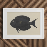 Poisson-chirurgien noir - Impression artistique de la vie marine de Luigi Balugani, 30x20’’ / 76x51cm / Cadre blanc / Passe-partout de 2’’, Affiches, Impressions et Œuvres visuelles,