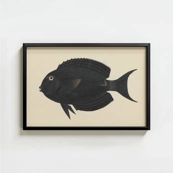 Black Framed Artwork Detailed Illustration Fish Subtle Gold Luigi Balugani, Midnight-hued Glides, Sea Life