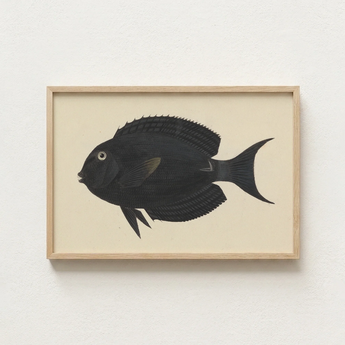Black Fish Illustration Light Wood Frame Luigi Balugani, Midnight-hued Glides, Sea Life