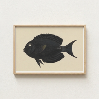 Black Fish Illustration Light Wood Frame Luigi Balugani, Midnight-hued Glides, Sea Life