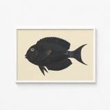 Black Fish Illustration White Frame Luigi Balugani, Midnight-hued Glides, Sea Life