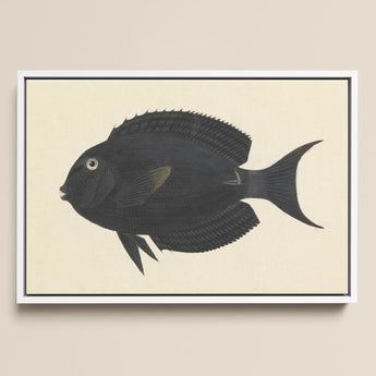 Black Surgeonfish - Luigi Balugani Sea Life Art Print / Canvas, 18x12’’ / 46x31cm / White Frame, Posters Prints & Visual Artwork, Toby Leon