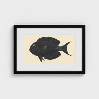 Black Surgeonfish - Luigi Balugani Sea Life Art Print / Canvas Framed Detailed Illustration Fish Intricate, Midnight-hued Glides, Prints