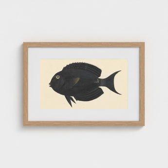 Black Surgeonfish - Luigi Balugani Sea Life Art Print / Canvas Fish Illustration Light Wood Frame, Midnight-hued Glides, Prints