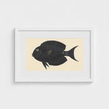 Black Surgeonfish - Luigi Balugani Sea Life Art Print / Canvas Fish Illustration White Frame, Midnight-hued Glides, Prints