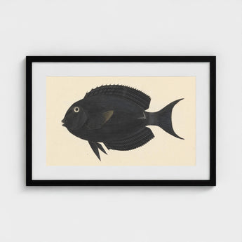 Black Surgeonfish - Luigi Balugani Sea Life Art Print / Canvas Fish Illustration Minimalist Frame Cream-colored, Midnight-hued Glides,