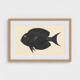 Black Surgeonfish - Luigi Balugani Sea Life Art Print / Canvas Fish Illustration Light Wood Frame, Midnight-hued Glides, Prints