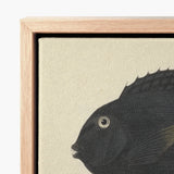 Black Fish Artwork Off-white Canvas Framed Light Wood Luigi Balugani, Midnight-hued Glides, Sea Life