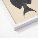 Black Surgeonfish - Luigi Balugani Sea Life Art Print / Canvas Fish Illustration Cream-colored Framed Sleek White, Midnight-hued Glides,