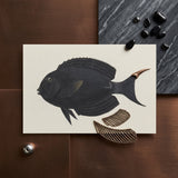 Black Surgeonfish - Luigi Balugani Sea Life Art Print / Canvas Black Fish Illustration Cream-colored Cardstock Detailed Fins Metallic Luigi