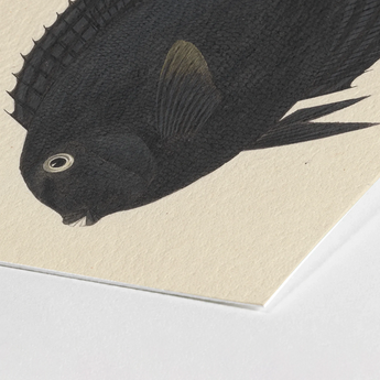 Black Surgeonfish - Luigi Balugani Sea Life Art Print / Canvas Detailed Fish Illustration Printed Textured Off-white Paper, Midnight-hued