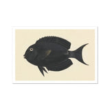 Black Surgeonfish - Luigi Balugani Sea Life Art Print / Canvas, Luigi Balugani, Midnight-hued Fish Glides, Balugani Sea Life