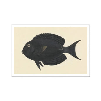 Black Surgeonfish - Luigi Balugani Sea Life Art Print / Canvas Black Fish Forked Tail Fin Rounded Body Shape Luigi Balugani, Midnight-hued