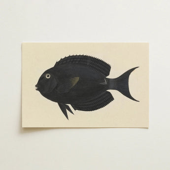 Black Surgeonfish - Luigi Balugani Sea Life Art Print / Canvas, Luigi Balugani, Midnight-hued Fish Glides, Balugani Sea Life