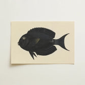 Black Fish Illustration Cream-colored Cardstock Luigi Balugani, Midnight-hued Glides, Sea Life