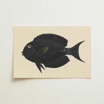 Black Surgeonfish - Luigi Balugani Sea Life Art Print / Canvas Black Fish Illustration Cream-colored Cardstock Luigi Balugani,