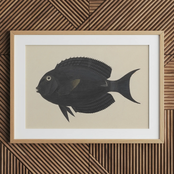 Black Surgeonfish - Luigi Balugani Sea Life Art Print / Canvas Black Fish Illustration Light Wood Frame White Luigi Balugani, Midnight-hued