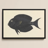 Black Surgeonfish - Luigi Balugani Sea Life Art Print / Canvas, Luigi Balugani, Midnight-hued Fish Glides, Balugani Sea Life