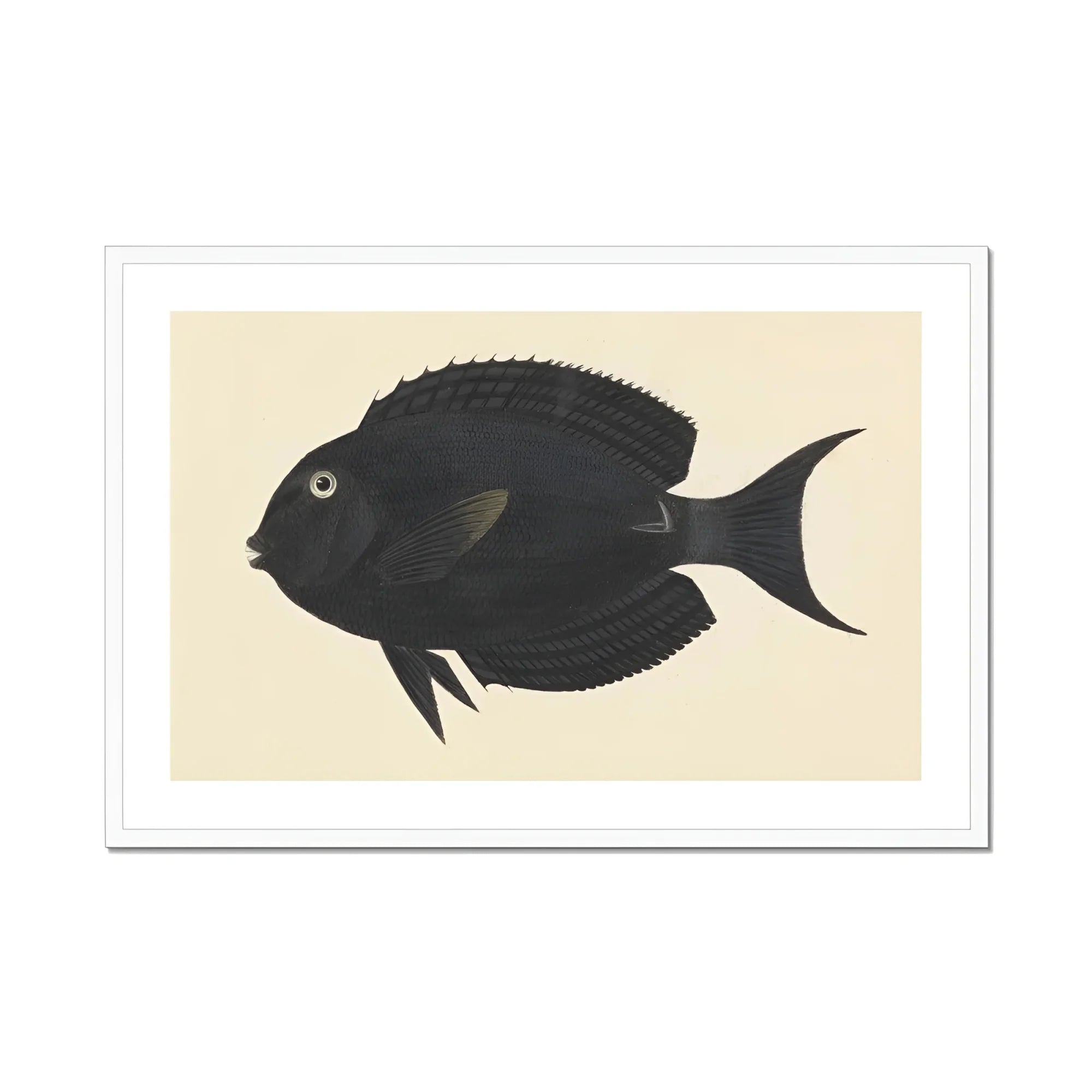 Black Surgeonfish - Luigi Balugani Sea Life Art Print, Black Fish Forked Tail Fin Round Eye
