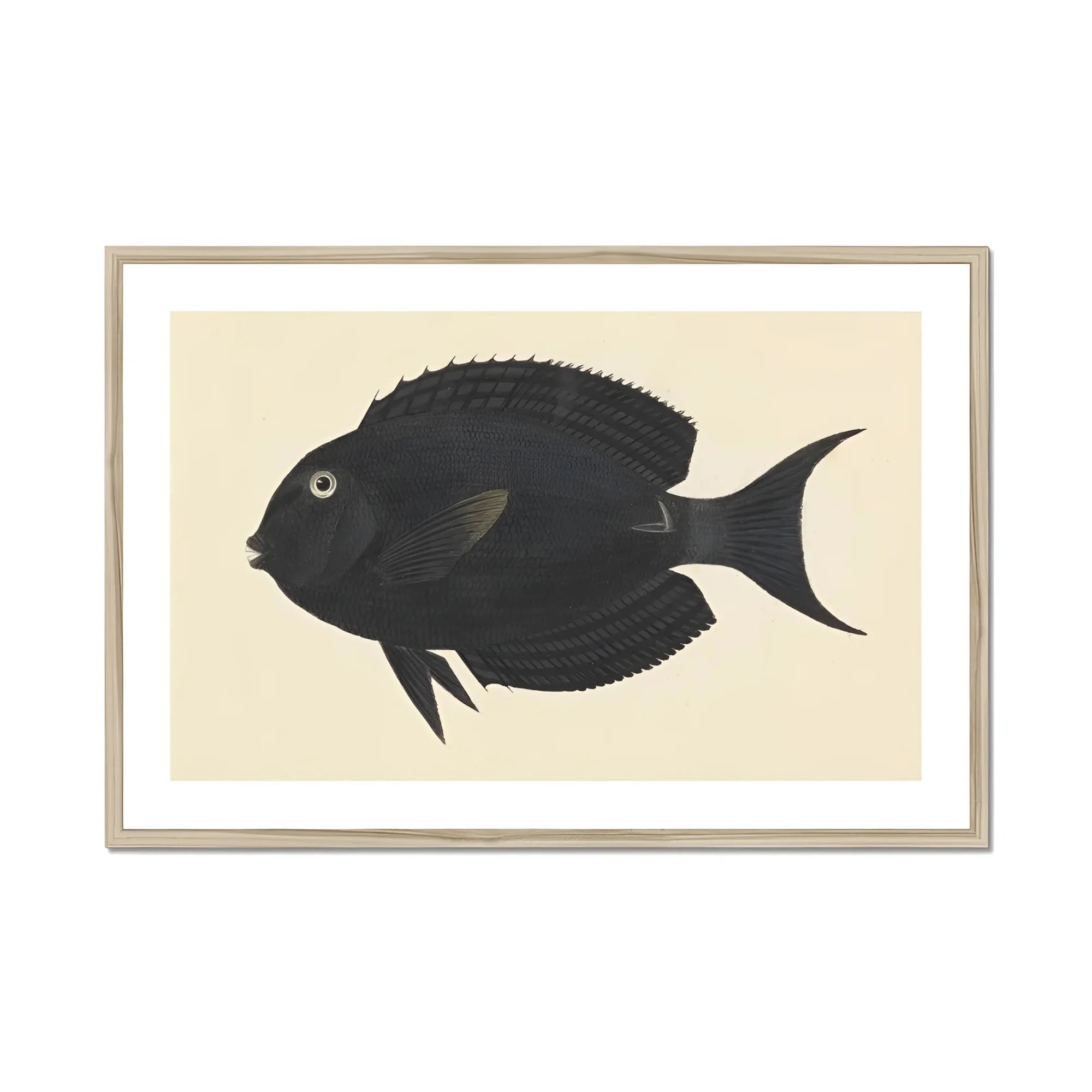 Black Surgeonfish - Luigi Balugani Sea Life Art Print, Black Fish Forked Tail Fin Round Eye