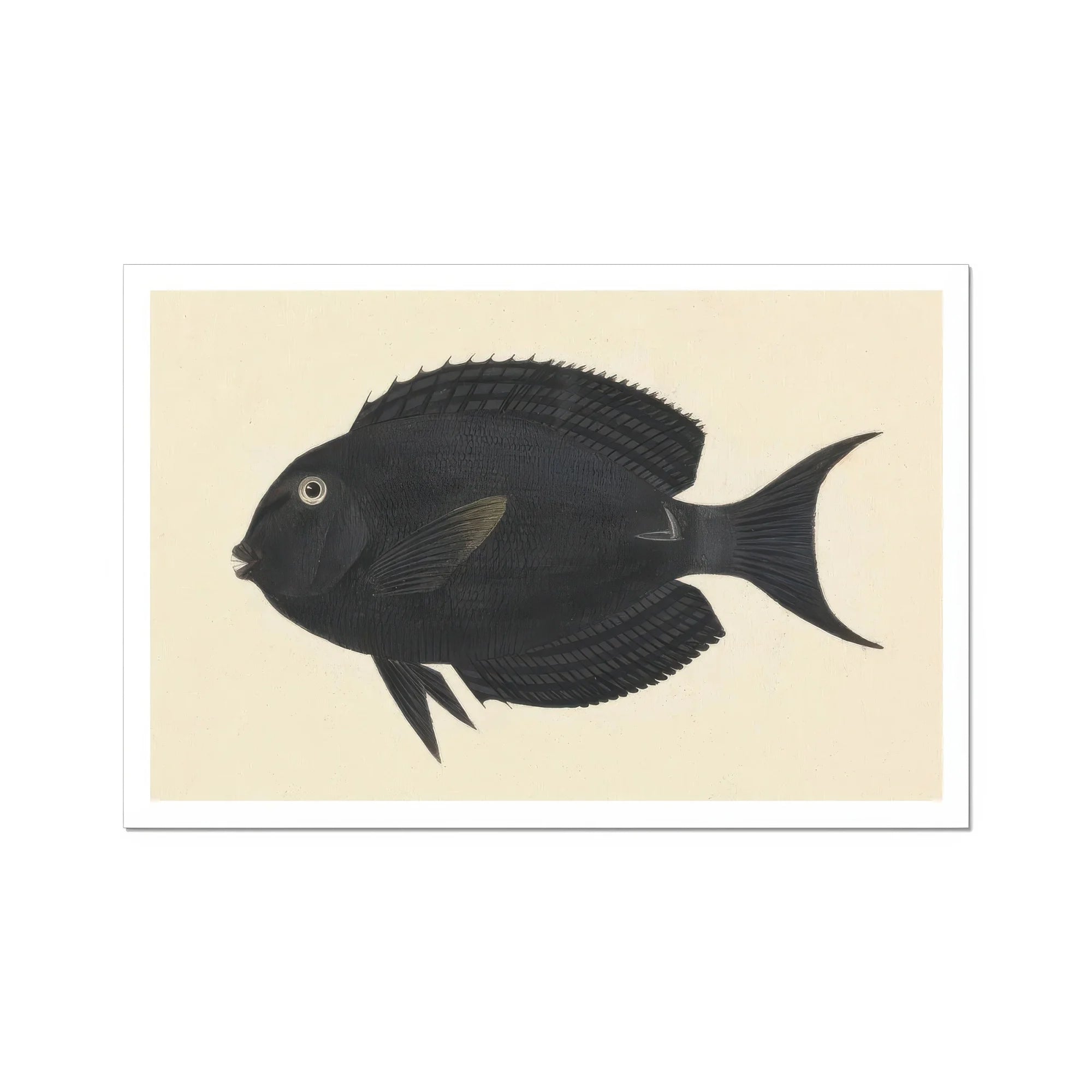 Black Surgeonfish - Luigi Balugani Sea Life Art Print, Black Fish Forked Tail Fin Rounded Body Shape