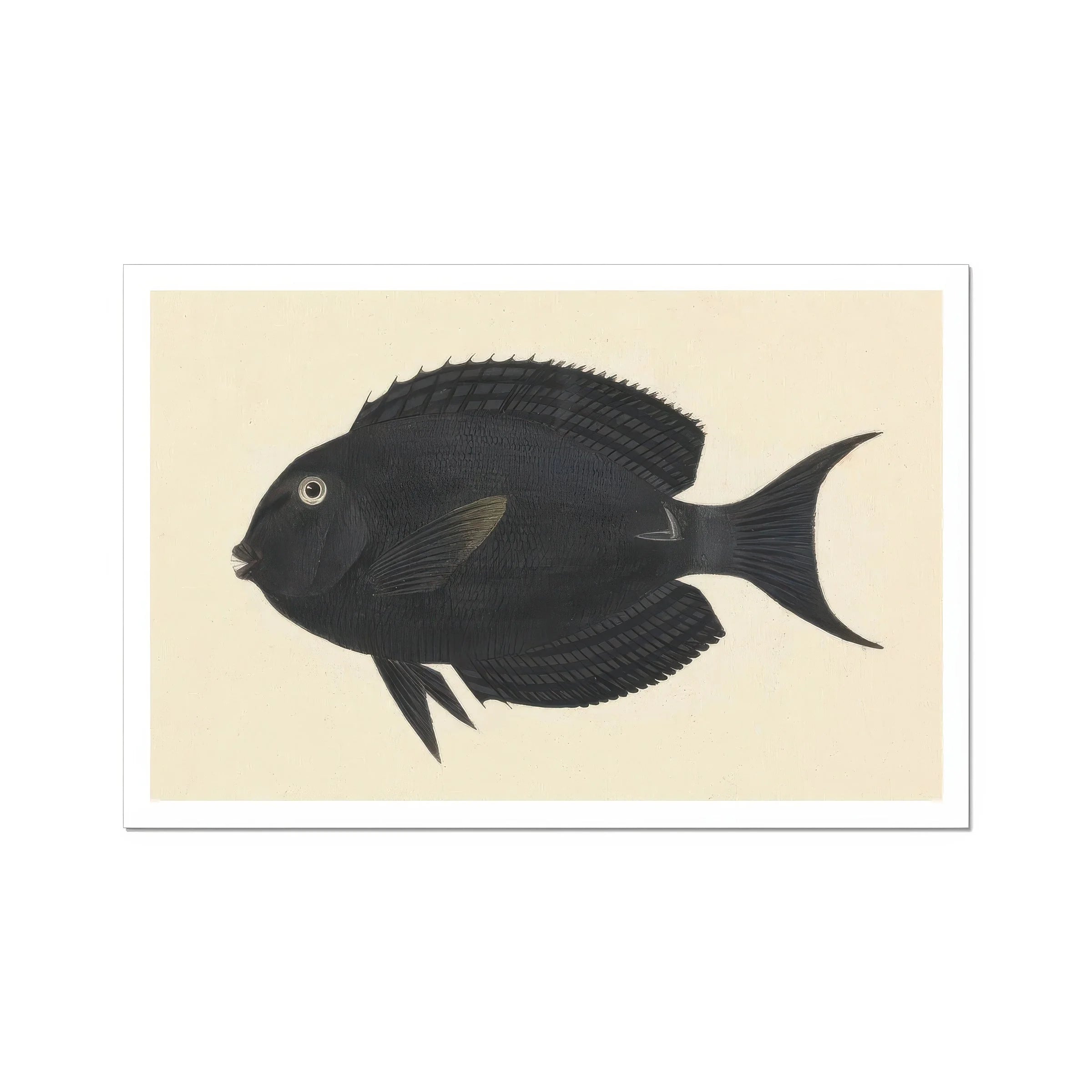 Black Surgeonfish - Luigi Balugani Sea Life Art Print