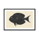 Black Surgeonfish - Luigi Balugani Sea Life Art Print